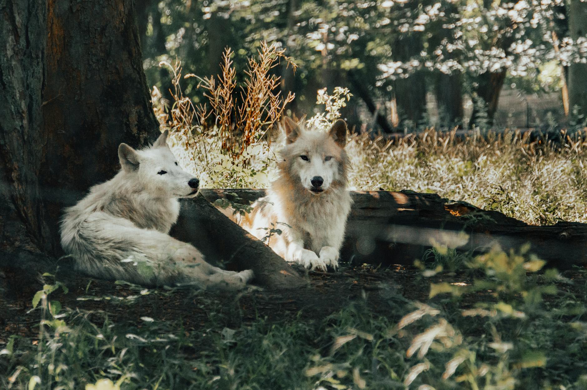 Ilustracja symbolizująca kontrast między kulturą (nuty Whitney Houston) a przyrodą (wilk) w Bydgoszczy.